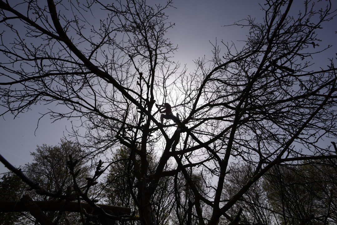 Foto van een boomonderhoud in de top van een Kastanjeboom.