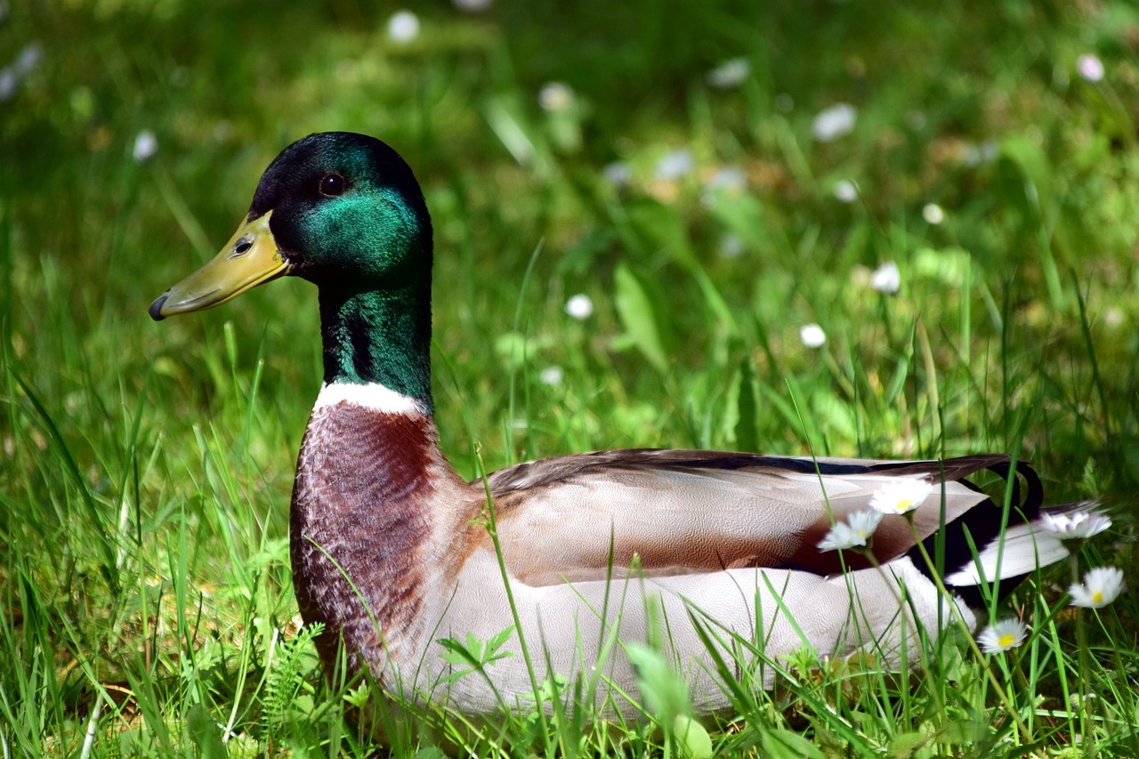 Afbeelding:Eend in het gras